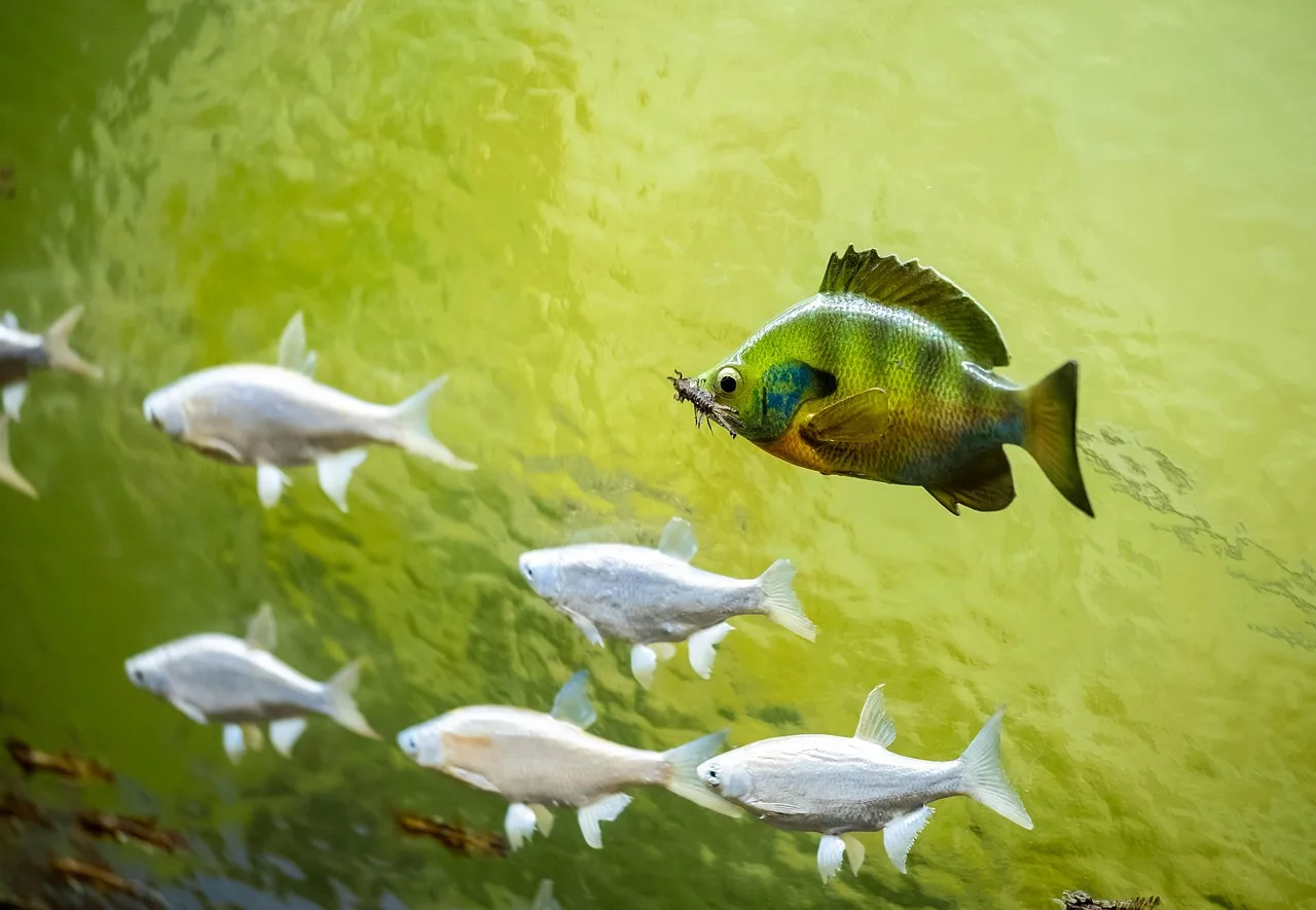 diorama, fish, museum, green, taxidermy, nature, freshwater. Diorama Composition: Focal Point, Depth, and the Rule of Thirds